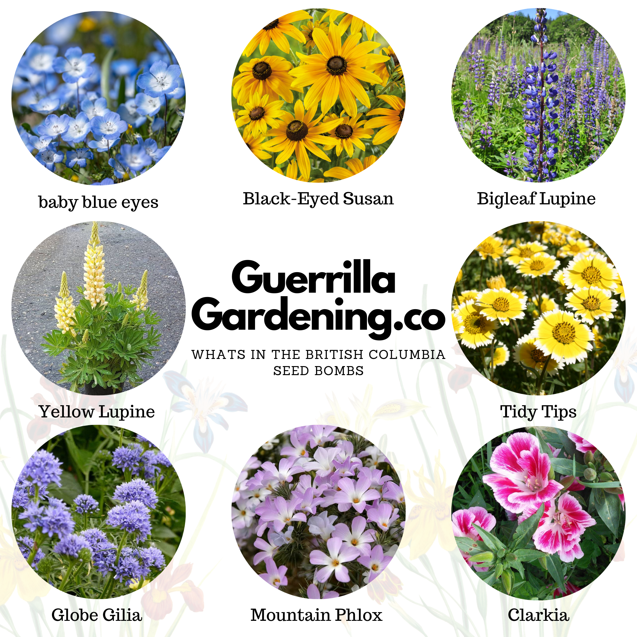 bc seeds garden British Columbia Wildflower Seed Bombs