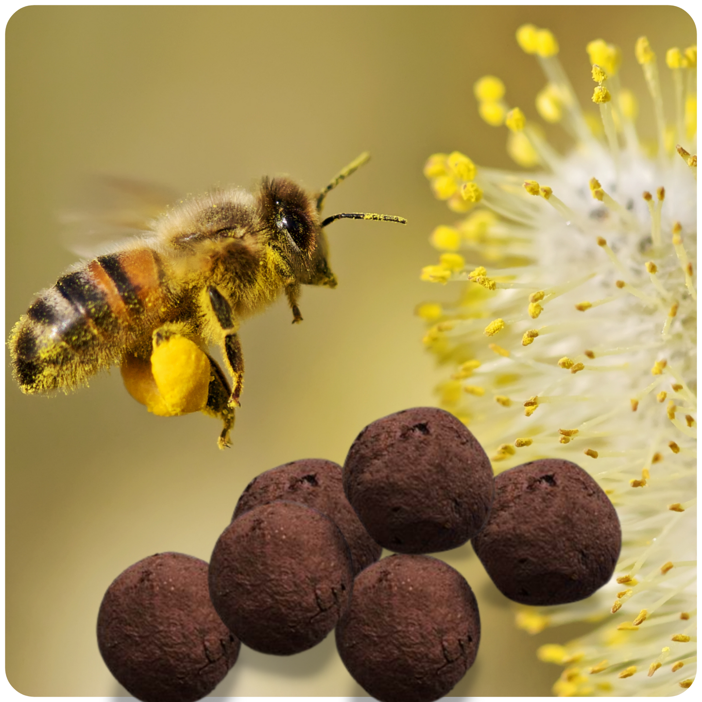 For The Bees SeedBombs