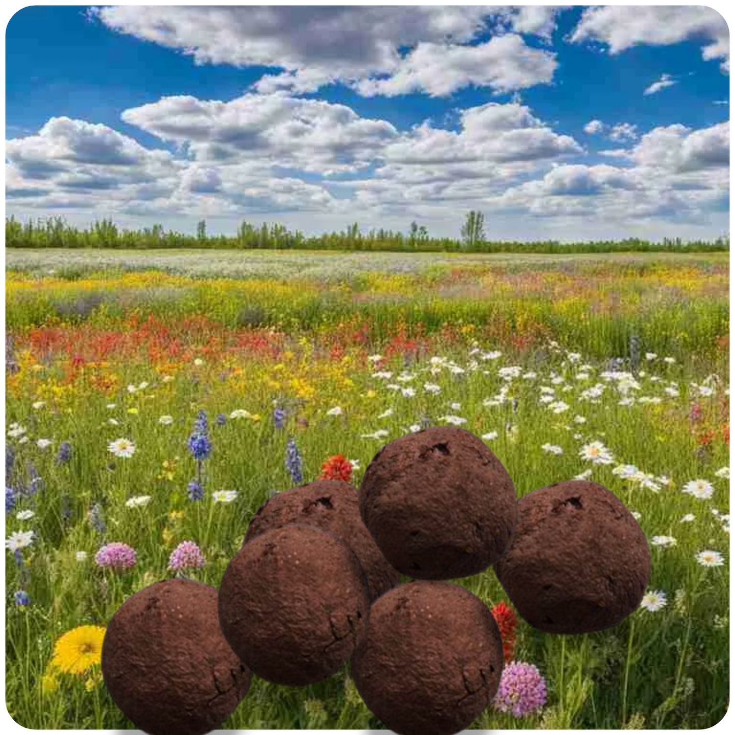 Prairie Wildflower Seedbombs