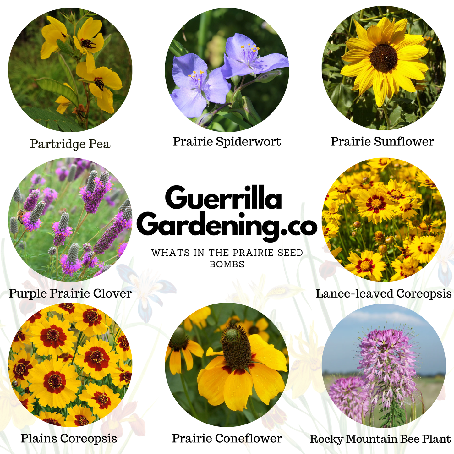 Prairie Wildflower Seedbombs
