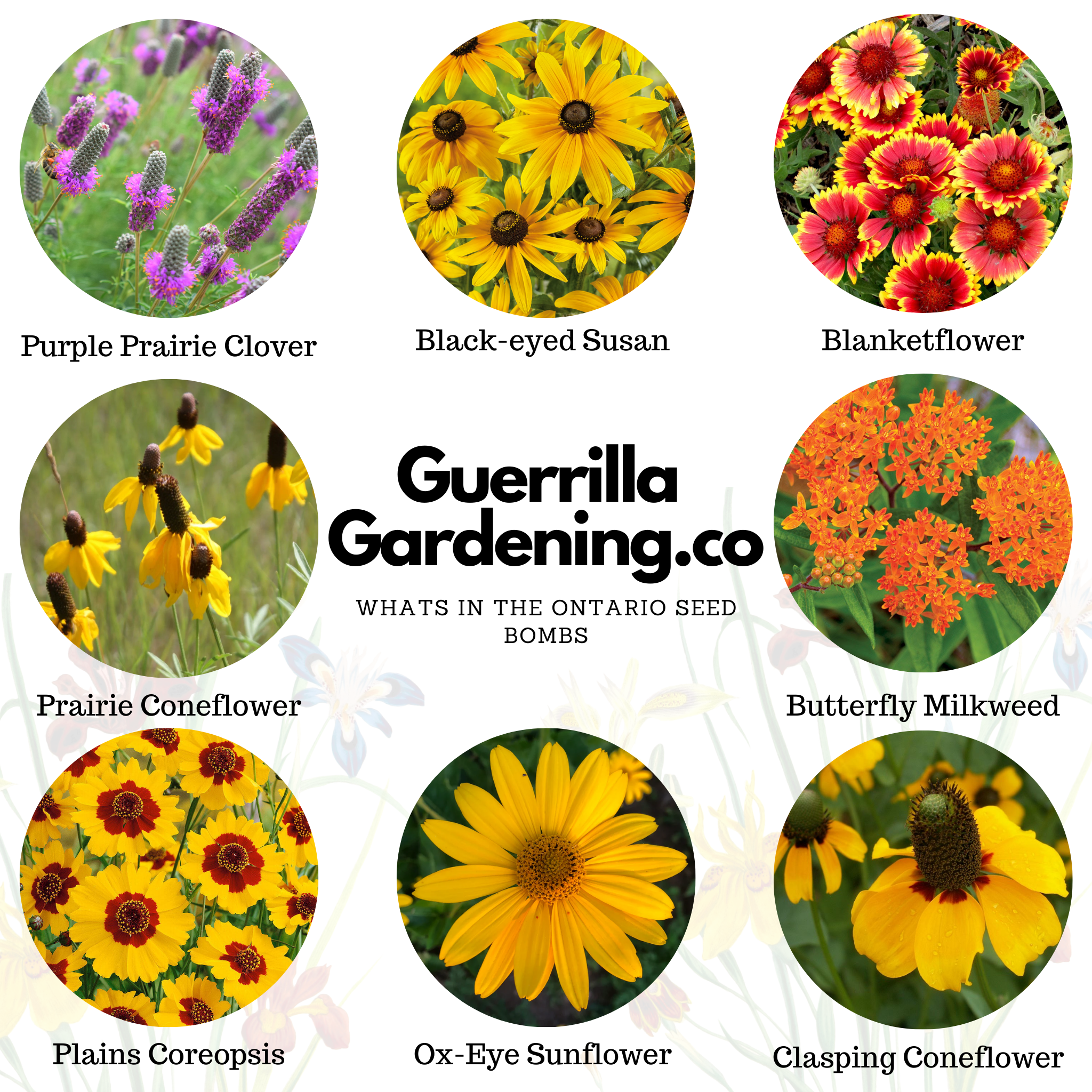 wildflower seeds ontario Great Lakes Wildflowers Seed Bombs