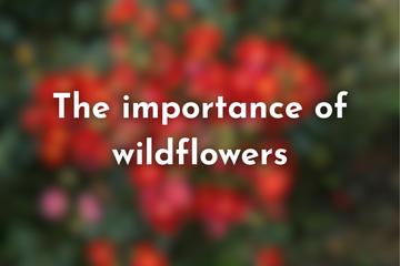 Why are wildflowers so important?