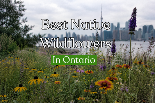 Best Native Wildflower Seeds for Ontario: Our Great Lakes Blend Explained