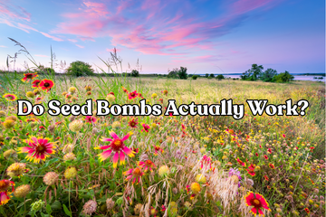 Do Seed Bombs Actually Work?