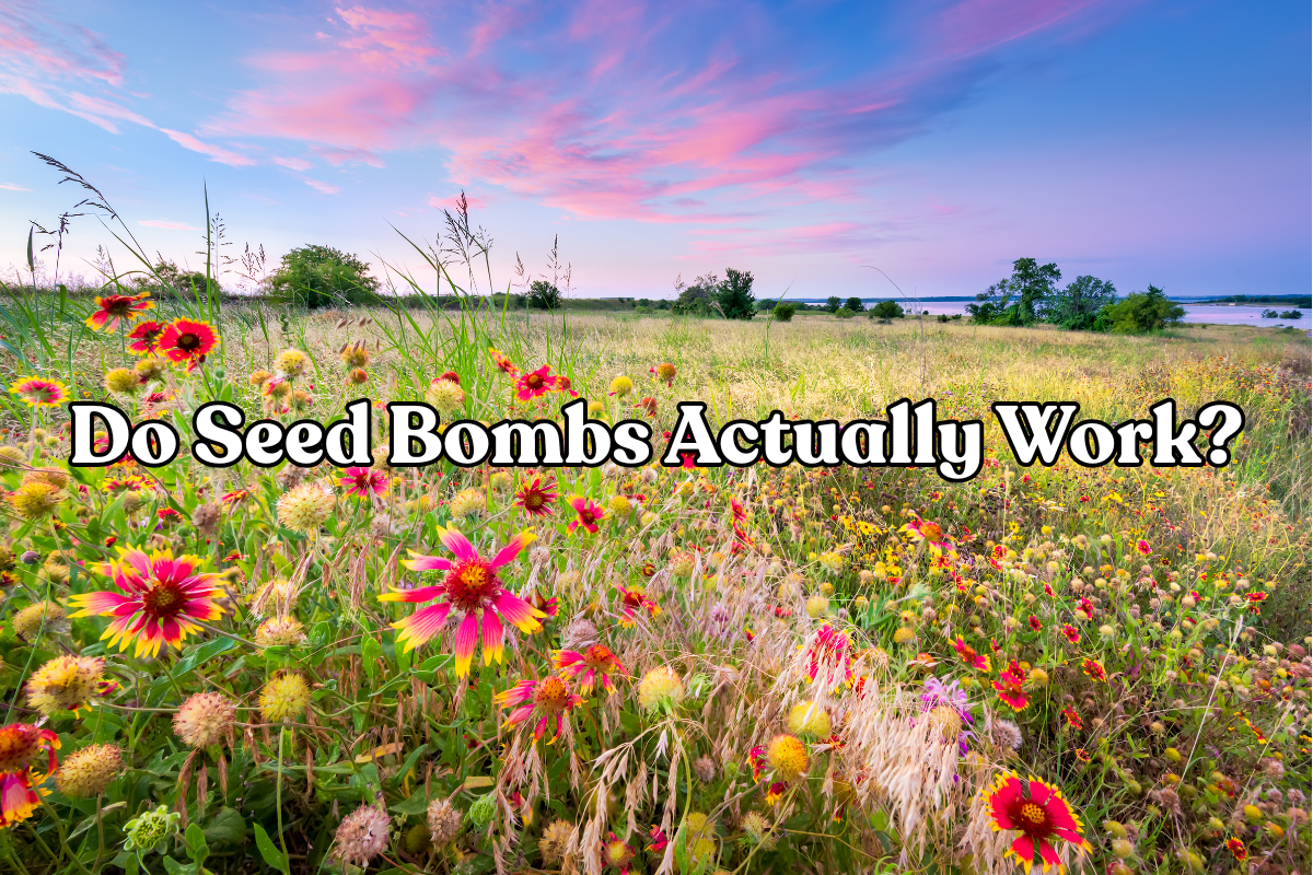 Do Seed Bombs Actually Work?