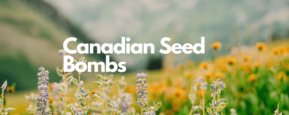 Canadian Seed Bombs