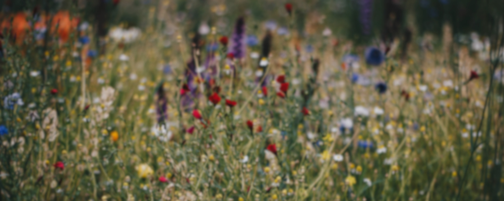 Everything You Need To Know About Canadian Wildflowers
