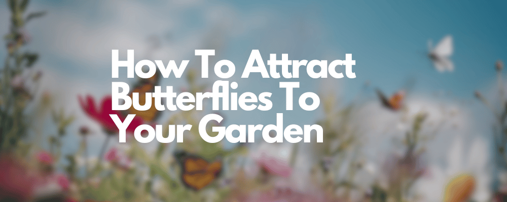How To Attract Butterflies To Your Garden | Butterfly Wildflowers ...