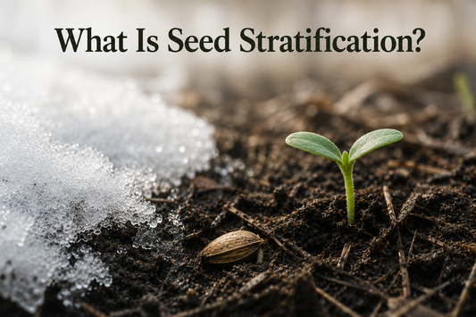 What Is Seed Stratification?