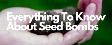 Everything To Know About Wildflower Seed Bombs