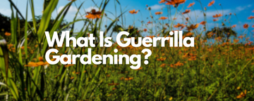 What Is Guerrilla Gardening?