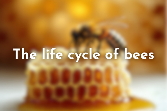 The life cycle of bees