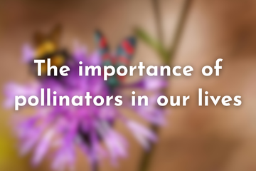 The importance of pollinators in our lives
