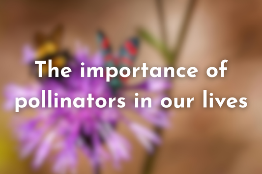The importance of pollinators in our lives