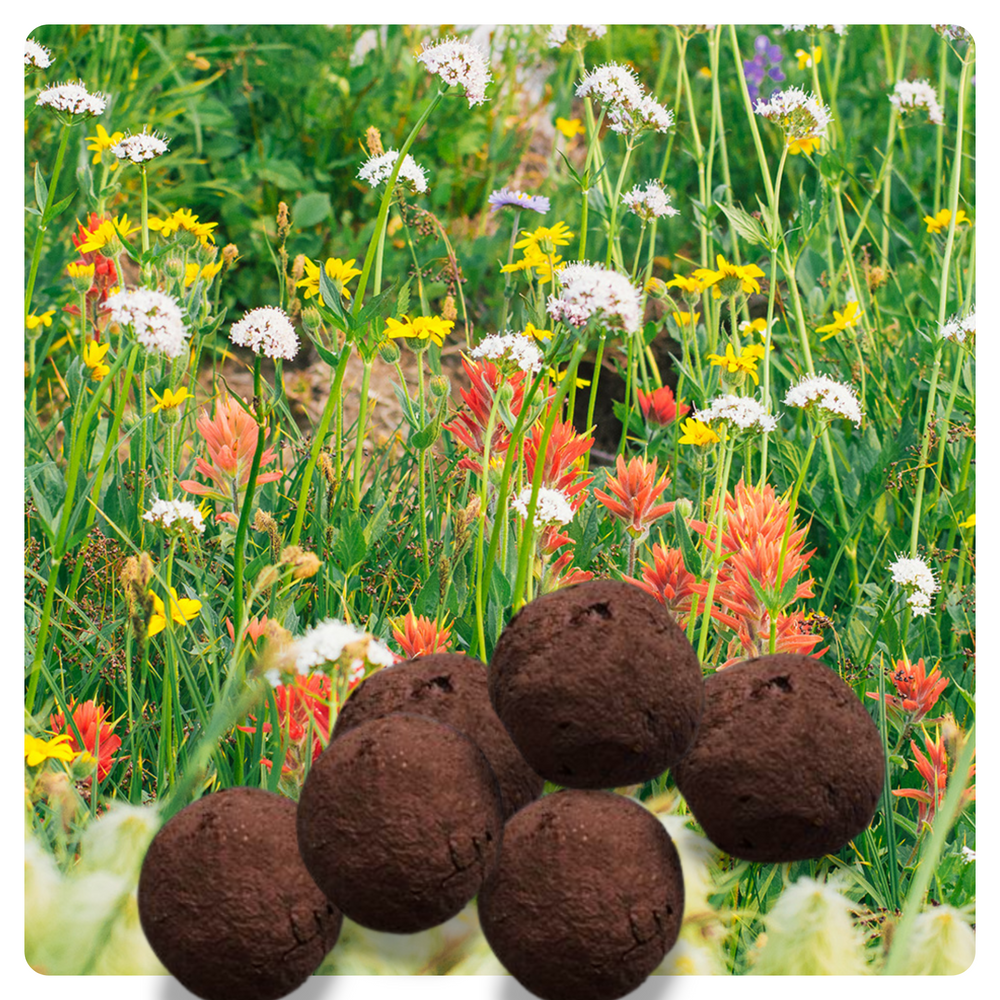 
                  
                    British Columbia Wildflower Seed Bombs
                  
                