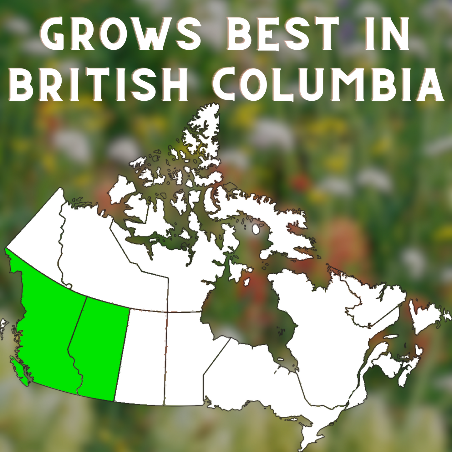 
                  
                    British Columbia Wildflower Seed Bombs
                  
                