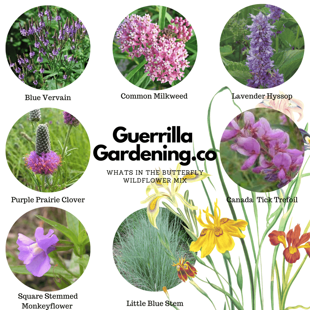 
                  
                    Butterfly Seed Bombs
                  
                