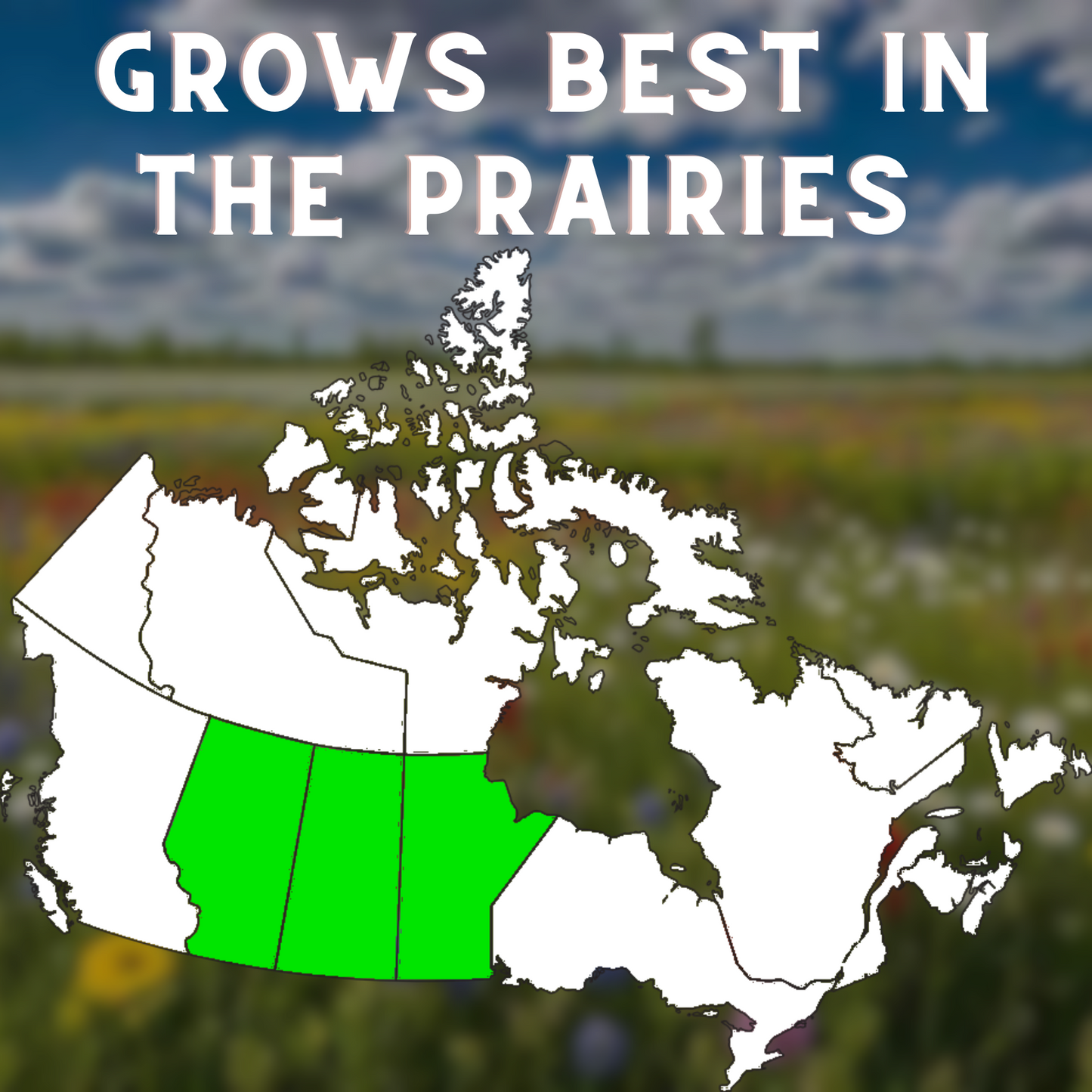 
                  
                    Bombes à graines de fleurs sauvages des prairies
                  
                