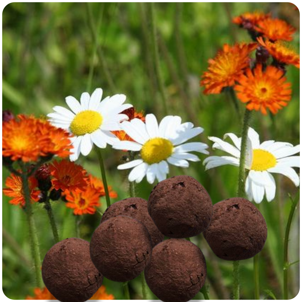 
                  
                    Ontario Wildflower Seed Bombs
                  
                
