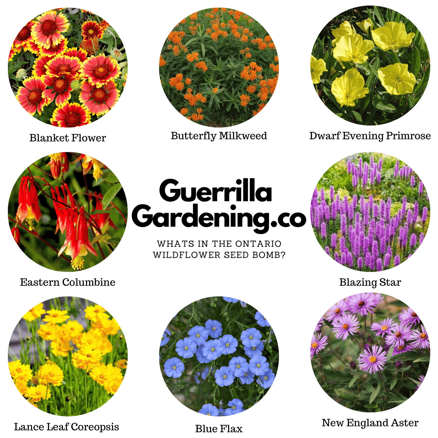 
                  
                    Ontario Wildflowers Seed Bombs
                  
                