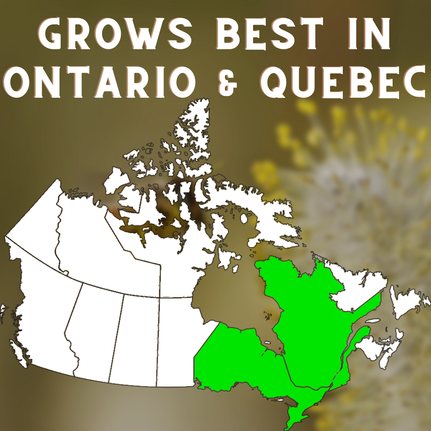 
                  
                    Ontario Wildflowers Seed Bombs
                  
                