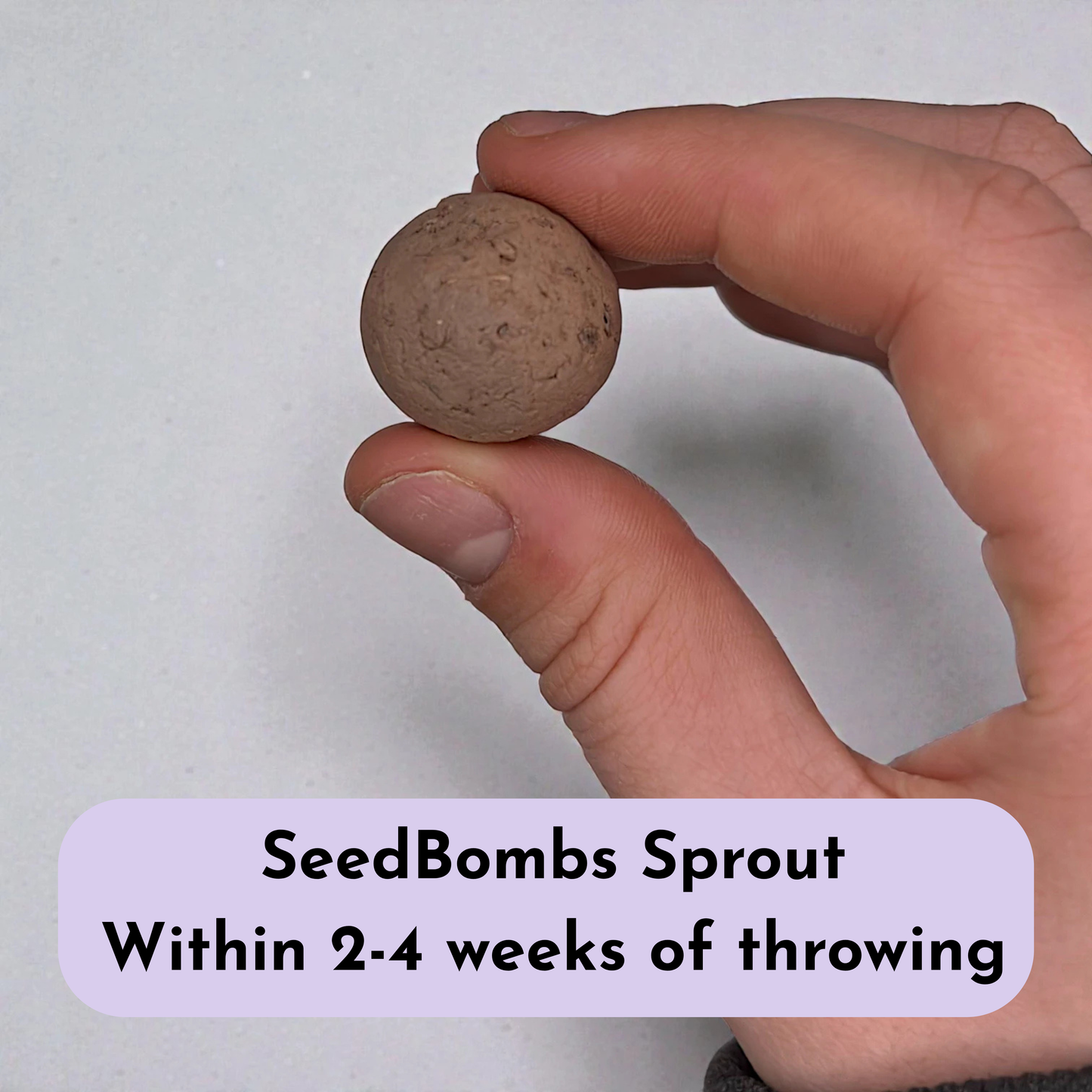 
                  
                    Close-up of a hand holding a seed bomb. Informative text: SeedBombs Sprout Within 2-4 weeks of throwing.
                  
                