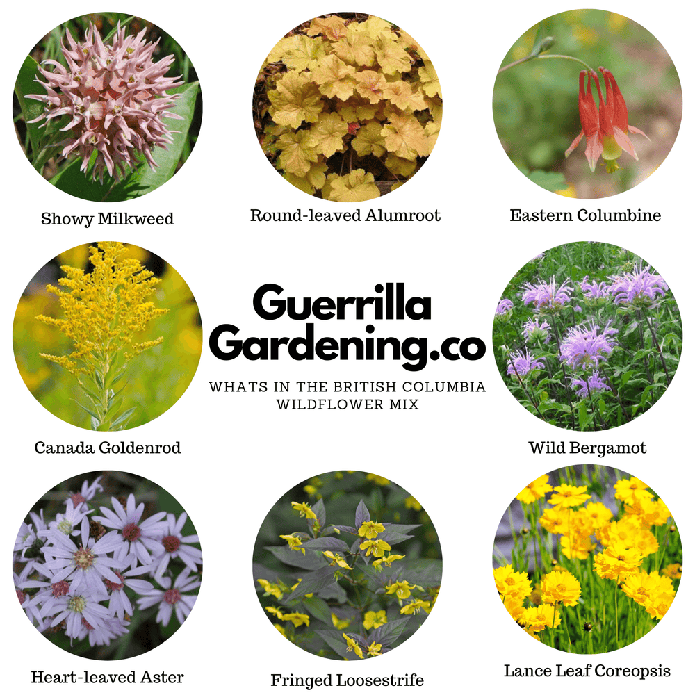 
                  
                    British Columbia Wildflower Seed Bombs
                  
                