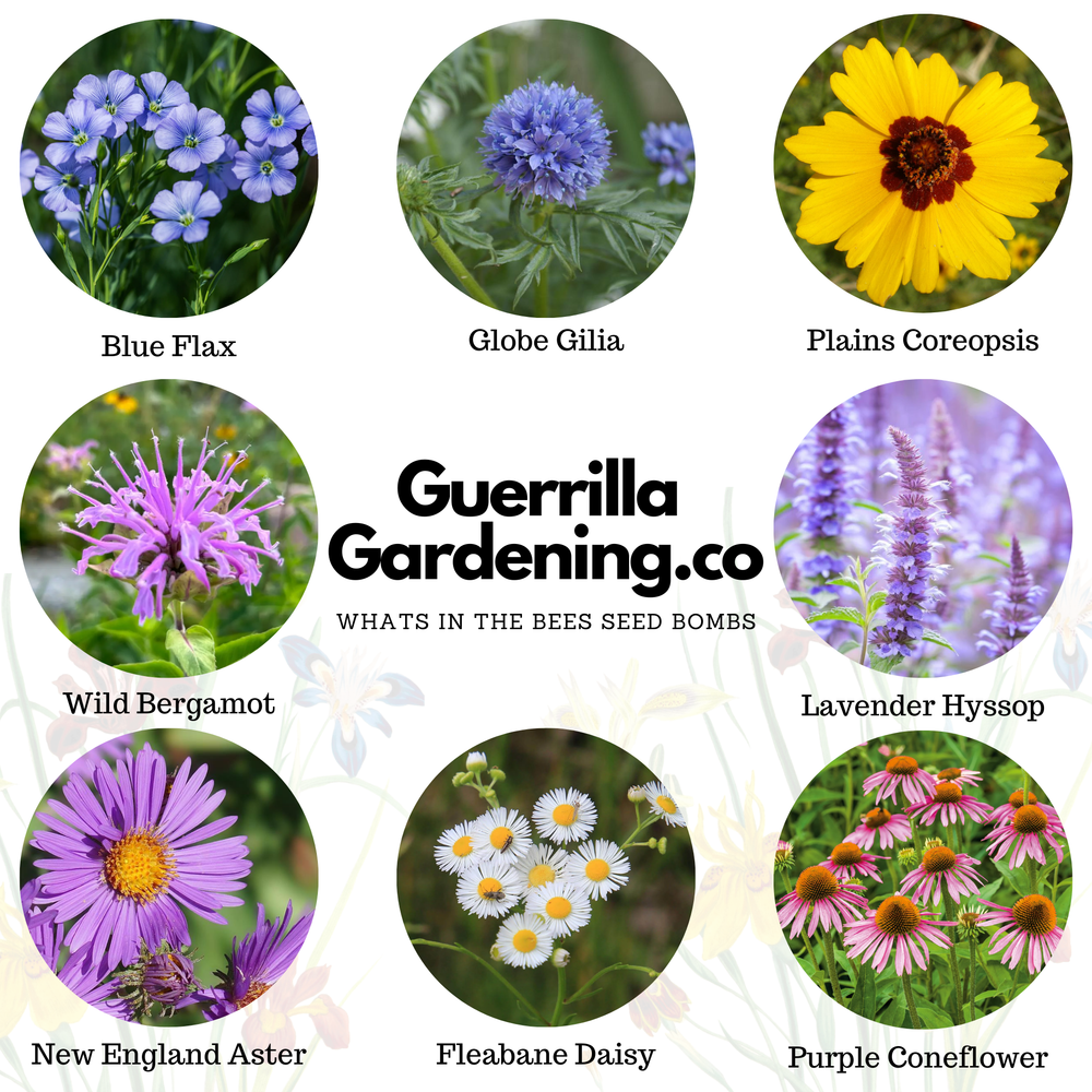 
                  
                    Tiny Bees Seed Bombs
                  
                