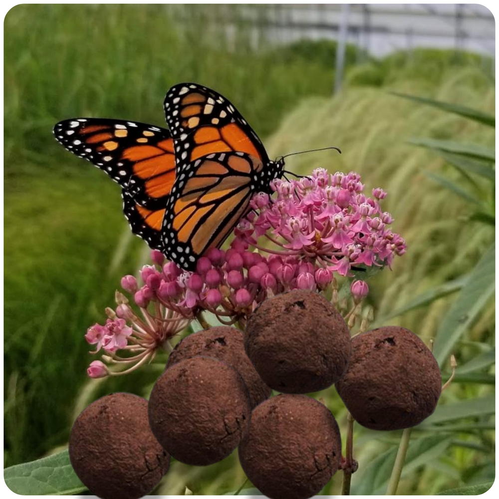 Butteryfly SeedBombs
